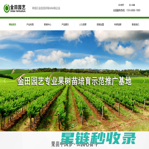 葡萄苗-车厘子苗-樱桃苗—平度市金田园艺场